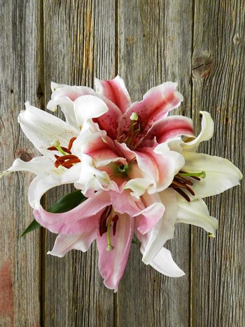 30 STEMS PINKS & 20 STEMS WHITE   ORIENTAL LILIES